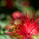 Illustration for article titled More Shooting With The Minolta Lens (UPDATED! Now With More Bees!)